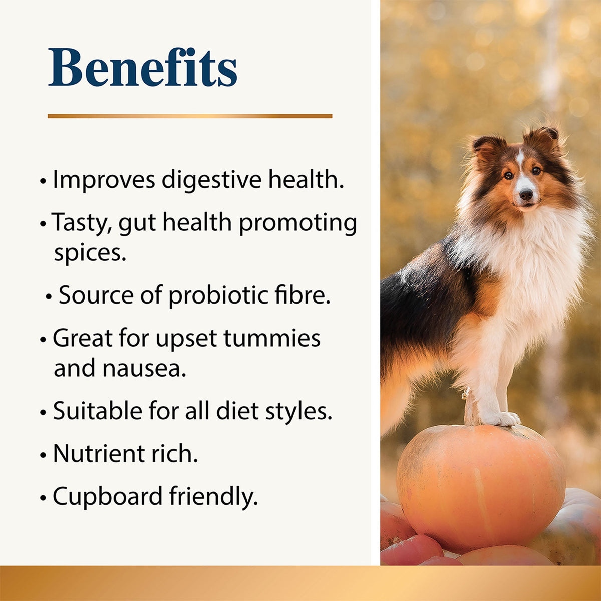 Pumpkin & Spice Powder Topper for Dogs