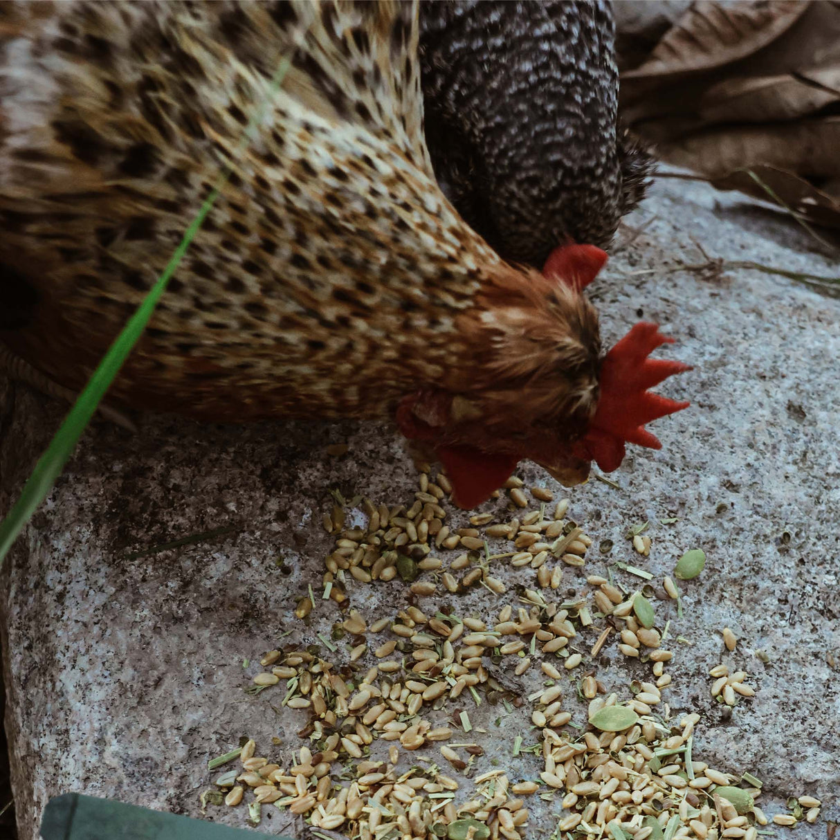 Bone and Mobility - Joint & Bone Support (Chicken Feed Additive)